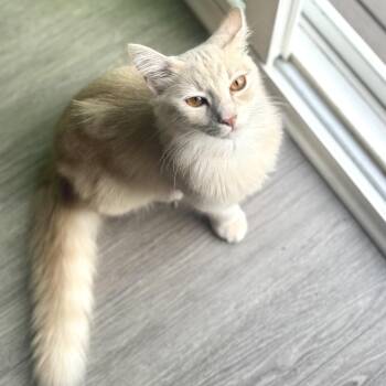 Brockosaurus -  Domestic Medium Hair Cat for Adoption in Fredericksburg, Virginia - Brockosaurus | PetCurious