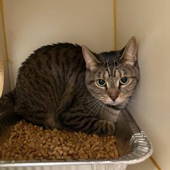 Poppy -  Domestic Short Hair Cat for Adoption in Tulsa, Oklahoma - Poppy | PetCurious