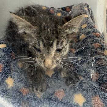 Benny 4738 -  Domestic Short Hair Cat for Adoption in Columbus, Georgia - Benny 4738 | PetCurious