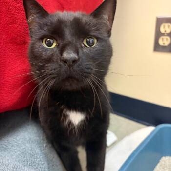 Lock -  Domestic Short Hair Cat for Adoption in Morristown, Vermont - Lock | PetCurious