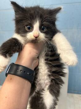 Domestic Long Hair Cats Available for Adoption - Brooks | PetCurious