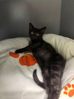 PANTHRO -  Domestic Short Hair Cat for Adoption in Leesburg, Virginia - PANTHRO | PetCurious