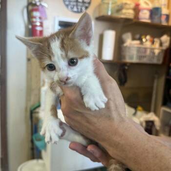 Domestic Short Hair Cats Available for Adoption in Stephenville, Texas - San Saba | PetCurious