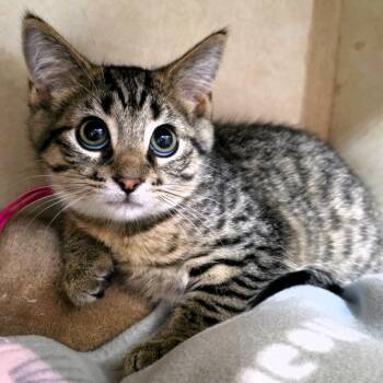 Sarabi (lt pink collar) -  Domestic Short Hair Cat for Adoption in Michigan City, Indiana - Sarabi (lt Pink Collar) | PetCurious