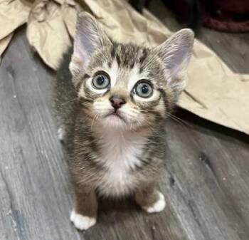 Vidia -  Tabby and Domestic Short Hair Cat for Adoption in Vaughan, Ontario - Vidia | PetCurious