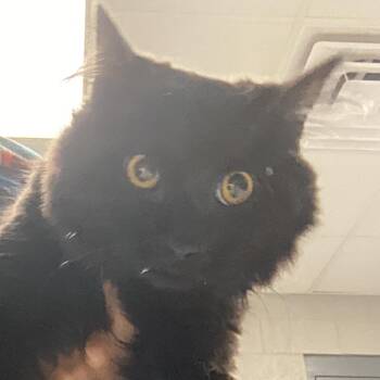 Domestic Short Hair Cats Available for Adoption in Greenville, South Carolina - Ricky Ticky | PetCurious