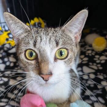 Domestic Short Hair Cats Available for Adoption in Fairfax Station, Virginia - Maude | PetCurious