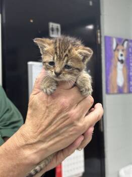 Rescue Domestic Short Hair Cats for Adoption in Chester, South Carolina - REBEKAH | PetCurious