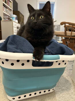 Rescue Domestic Medium Hair Cats for Adoption in Hillsboro, Oregon - OBSIDIAN #1741- Offererd By Owner - Young Female | PetCurious