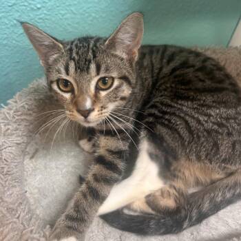 Domestic Short Hair Cats Available for Adoption in Fresno, California - Hissy | PetCurious