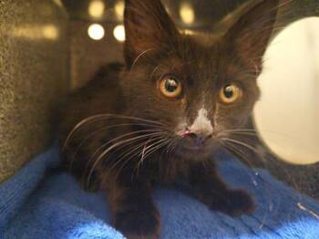 DOMINIC -  Domestic Medium Hair Cat Available for Adoption in Tustin, California - DOMINIC | PetCurious