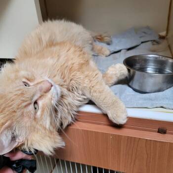 Marius -  Domestic Long Hair Cat for Adoption in Murray, Utah - Marius | PetCurious