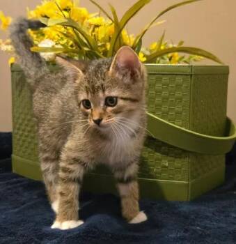 Revlon -  Domestic Short Hair Cat for Adoption in Saint Charles, Missouri - Revlon | PetCurious