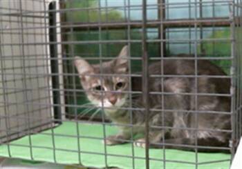 ROSIE -  Domestic Short Hair Cat for Adoption in Houston, Texas - ROSIE | PetCurious