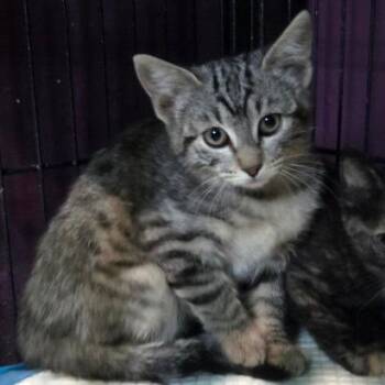 Use It -  Domestic Short Hair Cat for Adoption in San Diego, California - Use It | PetCurious