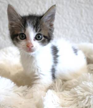 Tully -  Domestic Short Hair Cat for Adoption in Thief River Falls, Minnesota - Tully | PetCurious
