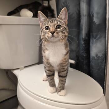 Imogen -  Domestic Short Hair and Tabby Cat for Adoption in Mastic, New York - Imogen | PetCurious