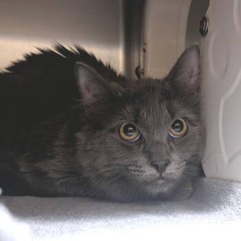 Domestic Medium Hair Cats Available for Adoption - Baby | PetCurious