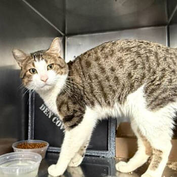 Rescue Domestic Short Hair Cats for Adoption in New York, New York - Hollandaise | PetCurious