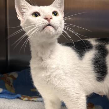 Fern -  Domestic Short Hair Cat Available for Adoption in Collierville, Tennessee - Fern | PetCurious