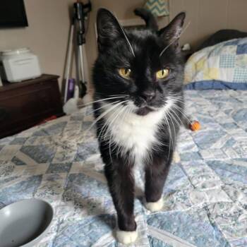 Domestic Short Hair Cats Available for Adoption - Trigger | PetCurious