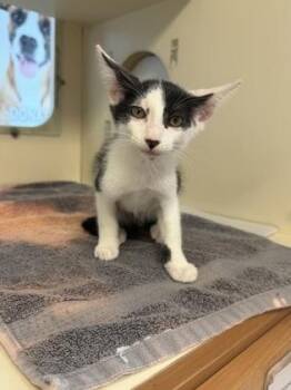 Compadre -  Domestic Short Hair Cat for Adoption in Chamblee, Georgia - Compadre | PetCurious