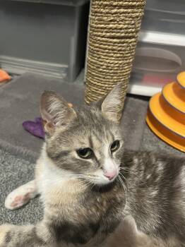 Domestic Short Hair Cats Available for Adoption in Plymouth, Michigan - April | PetCurious