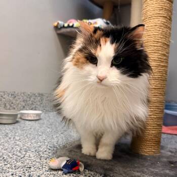 Molly -  Domestic Long Hair Cat for Adoption in Great Falls, Montana - Molly | PetCurious