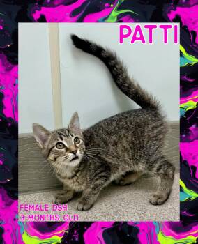 Rescue Domestic Short Hair Cats for Adoption in Danville, Indiana - Patti | PetCurious
