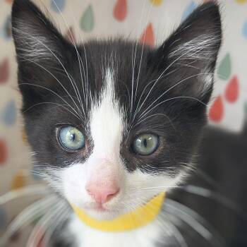 Domestic Short Hair Cats Available for Adoption in Moses Lake, Washington - Dior - Blaze | PetCurious