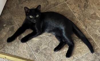 Jermaine - KITTEN in foster -  Domestic Short Hair Cat Available for Adoption in Alexandria, Virginia - Jermaine - KITTEN In Foster | PetCurious