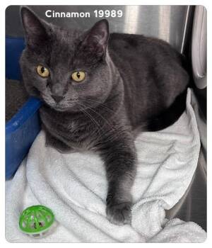 CINNAMON (see also ARCHER) -  Domestic Short Hair Cat for Adoption in Marietta, Georgia - CINNAMON (see Also ARCHER) | PetCurious