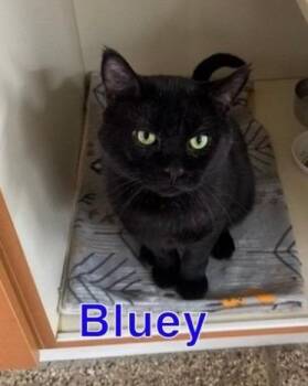 Domestic Short Hair Cats Available for Adoption in Hastings, Michigan - BLUEY | PetCurious