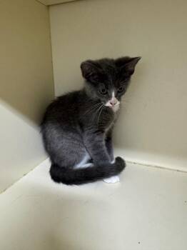 Mojo Jojo -  Domestic Short Hair Cat for Adoption in Bloomington, Indiana - Mojo Jojo | PetCurious