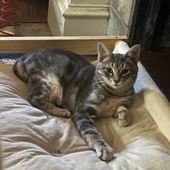 Rescue Domestic Short Hair Cats for Adoption in Bentonville, Arkansas - Kiwi | PetCurious