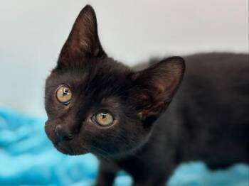 Poppy -  Domestic Short Hair Cat for Adoption in Portland, Oregon - Poppy | PetCurious