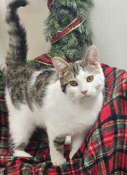 Rescue Domestic Short Hair Cats for Adoption in Bluffton, Indiana - Leo | PetCurious