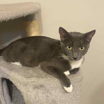 Rescue Domestic Short Hair Cats for Adoption in Victoria, British Columbia - Tiger | PetCurious