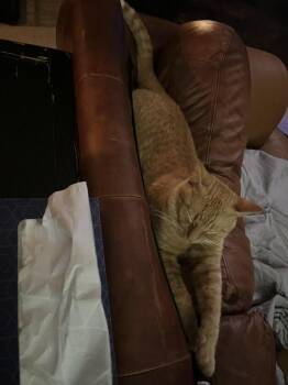 Domestic Short Hair and Tabby Cats Available for Adoption - Balthazar | PetCurious