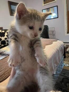 Slate 3 -  Domestic Short Hair Cat Available for Adoption in Glenfield, New York - Slate 3 | PetCurious