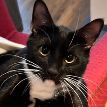 Sparky -  Domestic Short Hair Cat for Adoption in New York, New York - Sparky | PetCurious