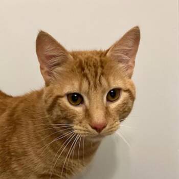 Domestic Short Hair Cats Available for Adoption in Merrifield, Virginia - Scar Rinaldi | PetCurious