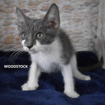 Woodstock -  Domestic Short Hair Cat for Adoption in Yuma, Arizona - Woodstock | PetCurious
