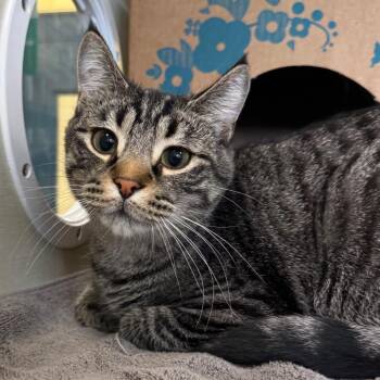 Domestic Short Hair Cats Available for Adoption in West Olive, Michigan - Snickers | PetCurious