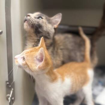 Royal -  Domestic Short Hair Cat for Adoption in Jacksboro, Tennessee - Royal | PetCurious