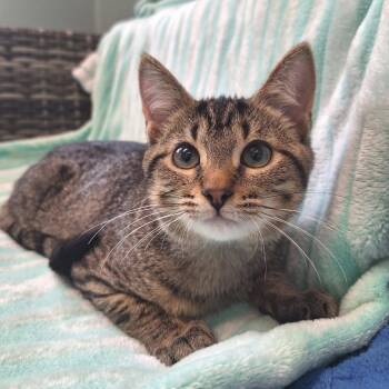 Ritz -  Domestic Short Hair Cat for Adoption in Attica, New York - Ritz | PetCurious