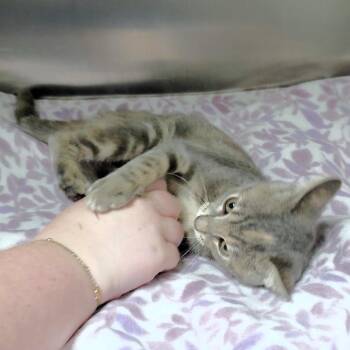 Connie (Green collar) -  Domestic Short Hair Cat for Adoption in Michigan City, Indiana - Connie (Green Collar) | PetCurious