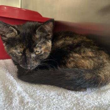 Kinsley -  American Shorthair Cat for Adoption in Harrisville, West Virginia - Kinsley | PetCurious