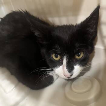 Atari -  Domestic Short Hair Cat for Adoption in Oak Park, Illinois - Atari | PetCurious