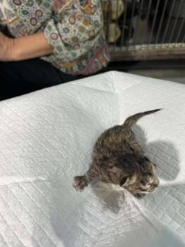 Rescue Domestic Short Hair Cats for Adoption in Pahrump, Nevada - Iris | PetCurious